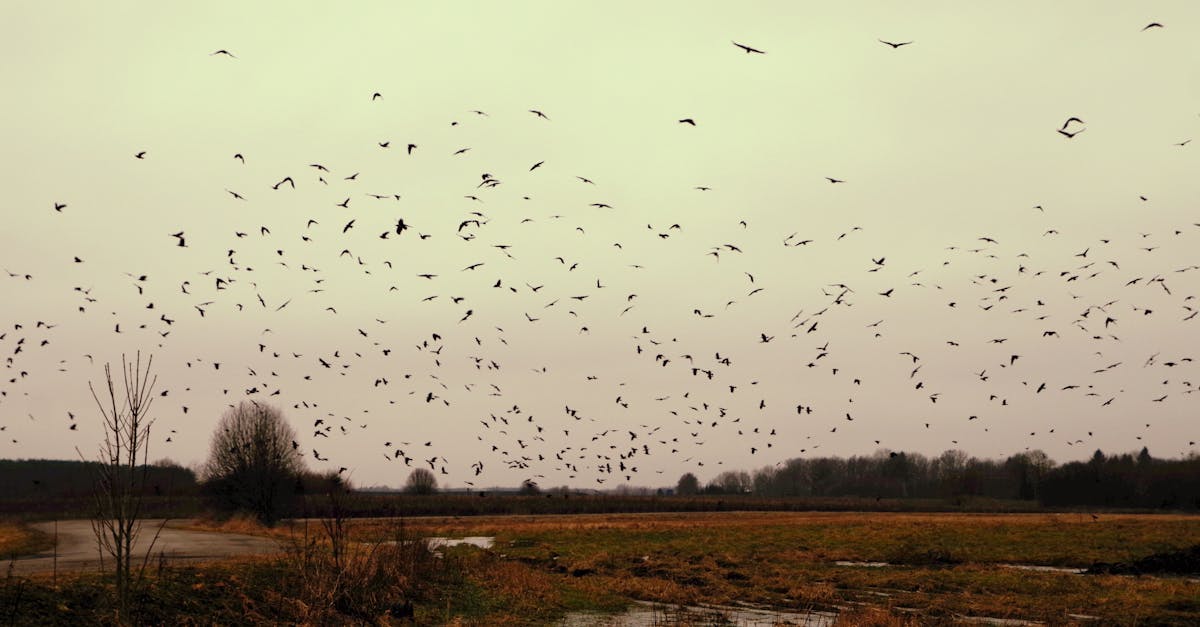 Avian Influenza Spreads in NYC