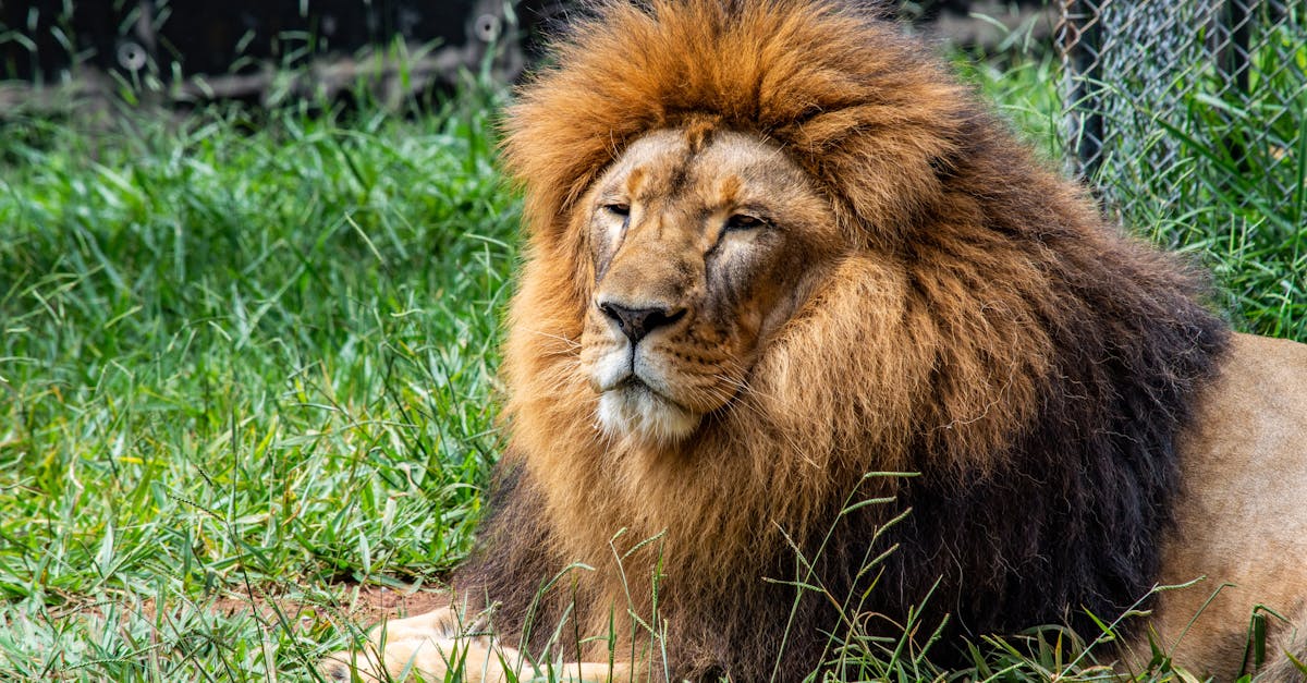 Lions 2026 Draft Predictions
