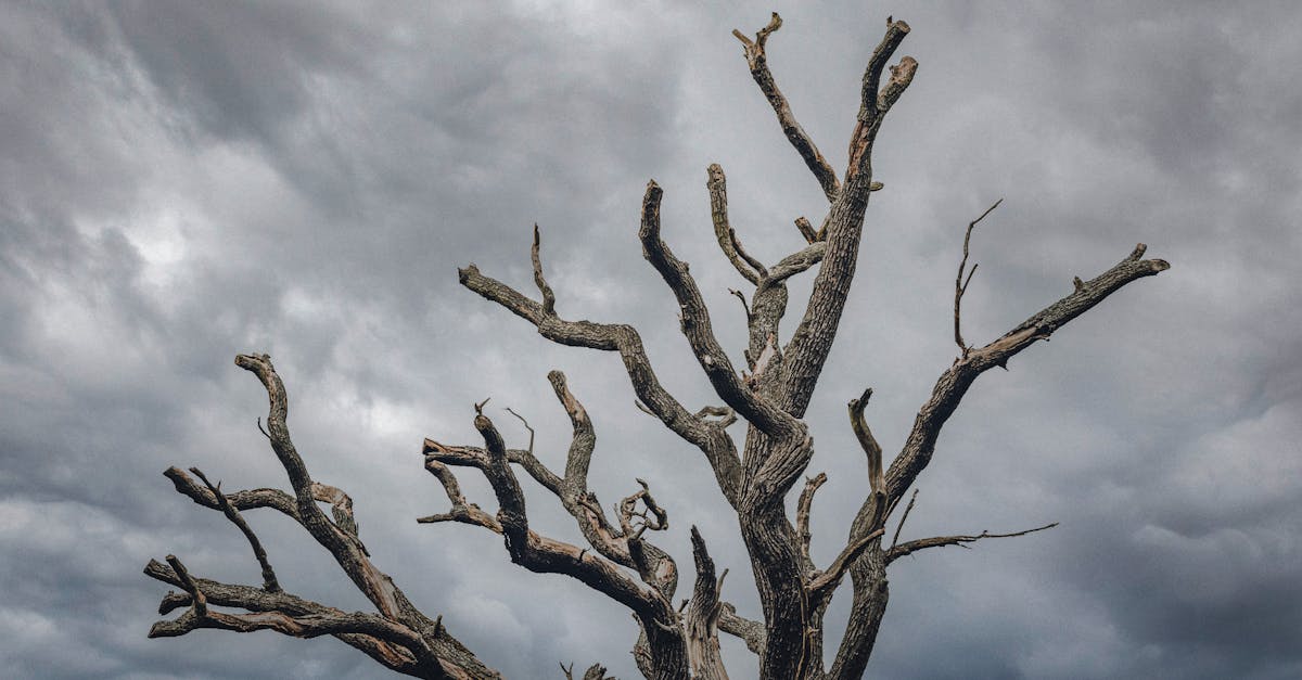 Tree of Death: Deadly Fruit and Toxic Rain