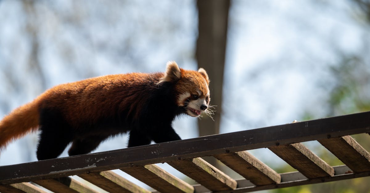 Mozilla Firefox Vulnerabilities Exposed