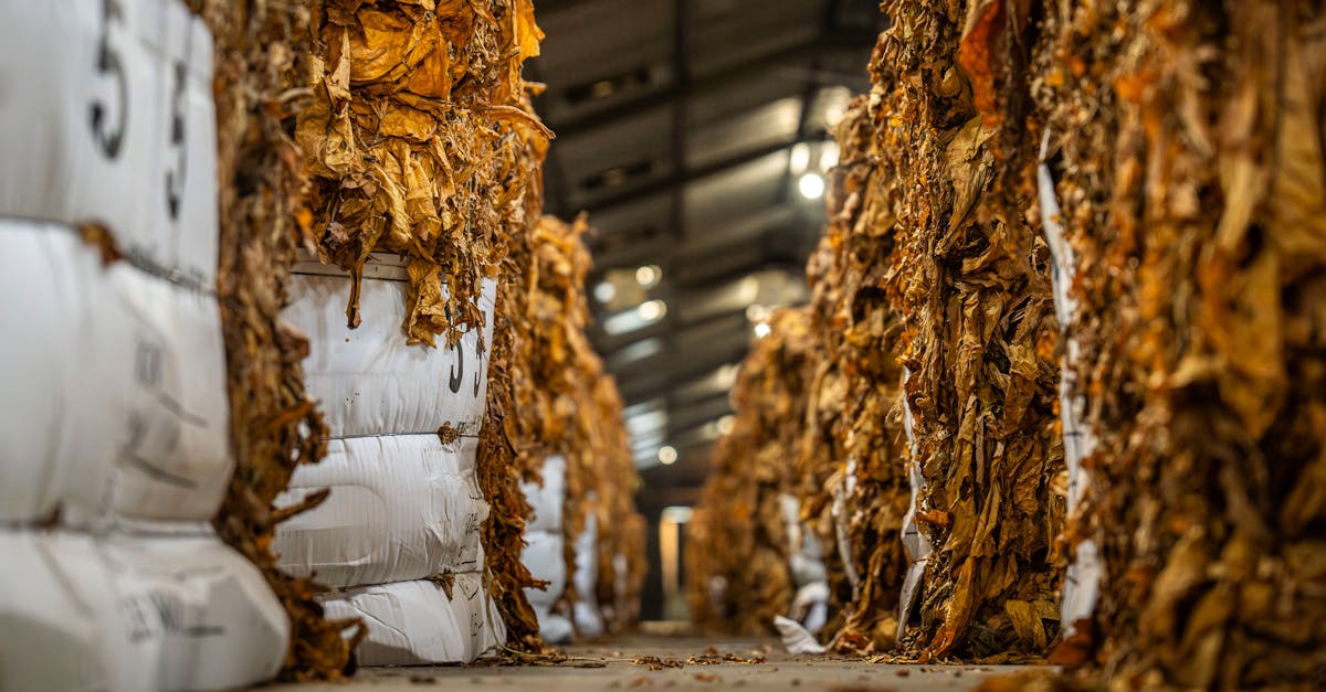 UK Sets Precedent with Tobacco Ban