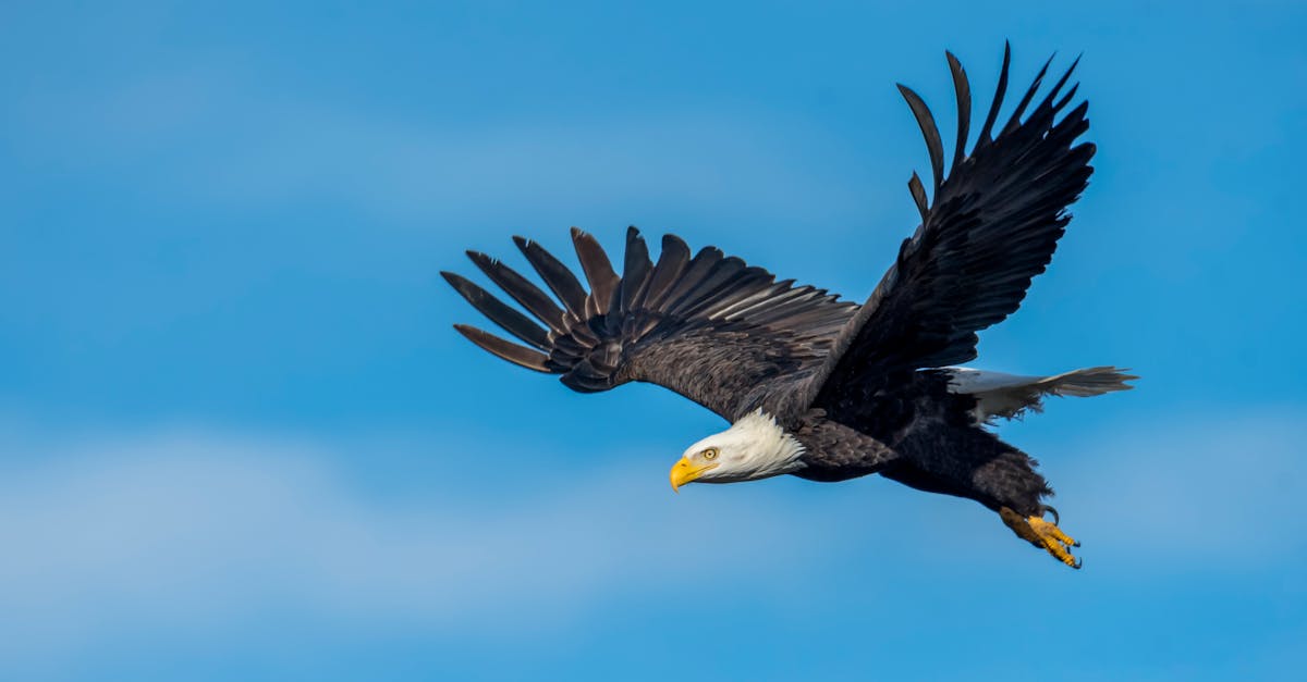 Eagles Soar In NFL Draft