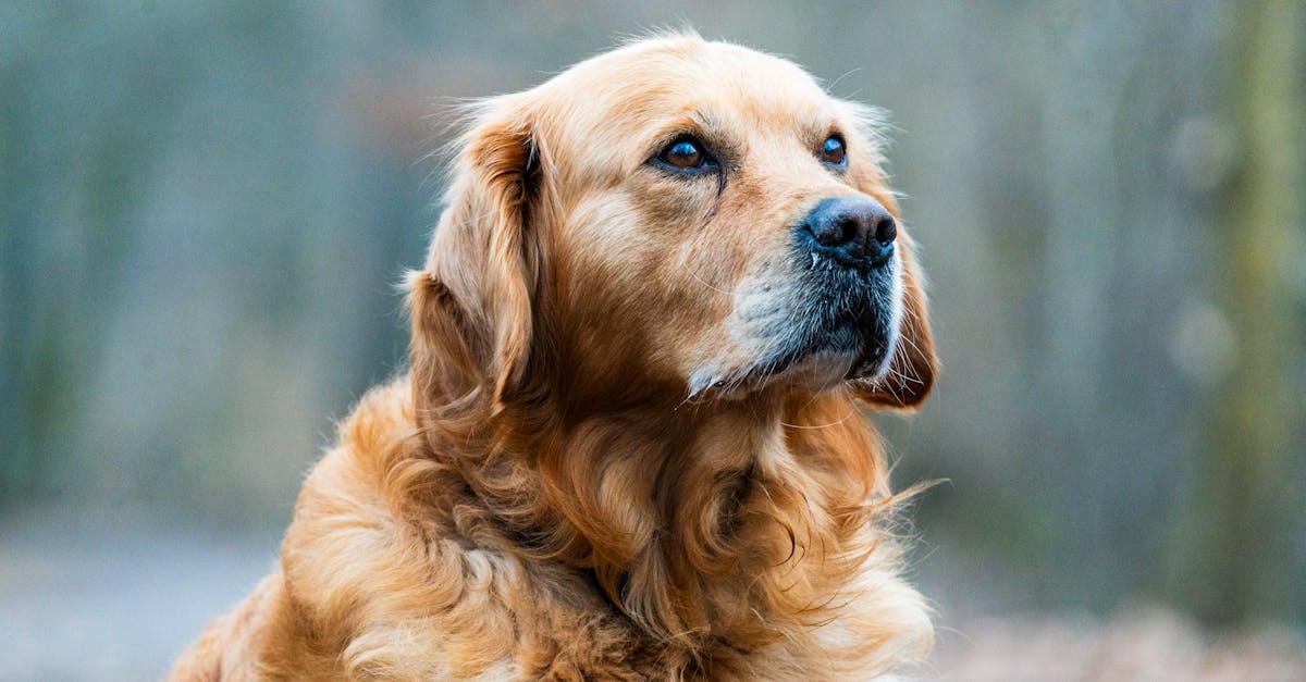 Senior Golden Retriever Takes Charge