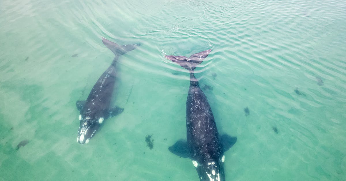 Whale Rescue Efforts Underway