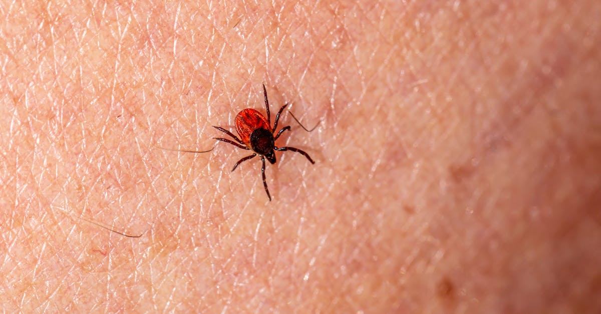 Tick Bite ER Visits Surge