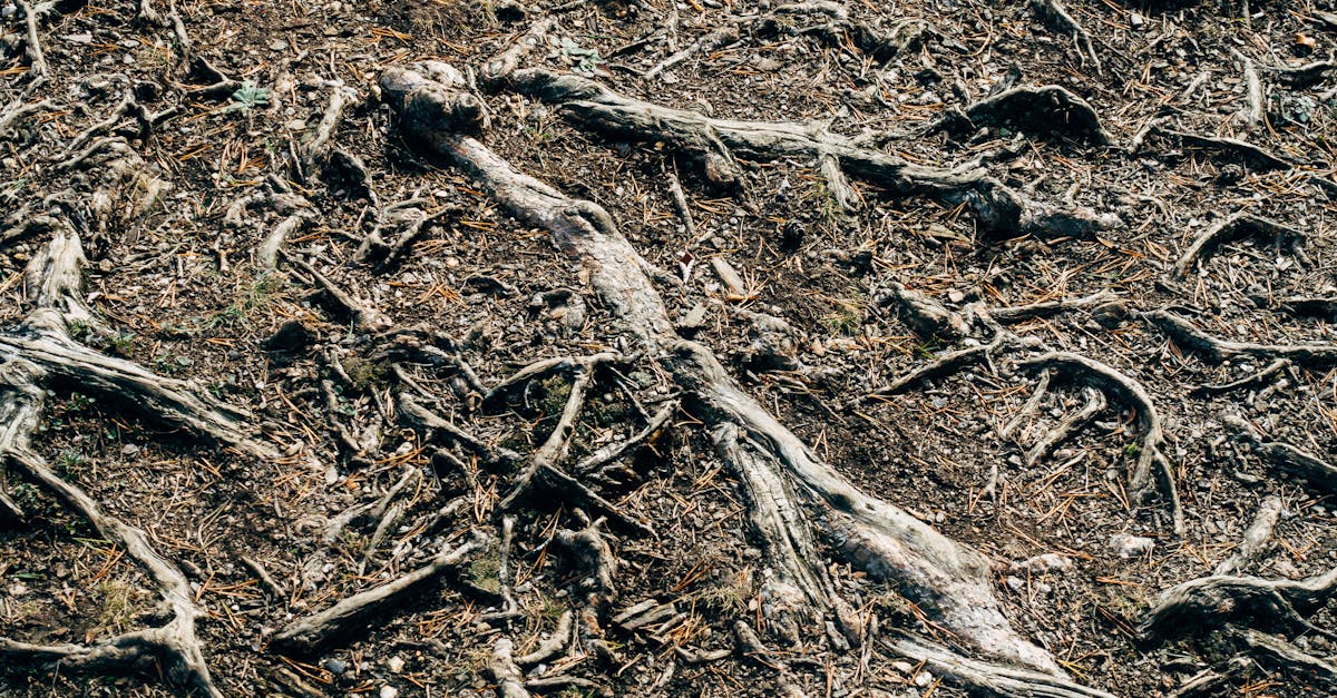 Dementia's Hidden Roots