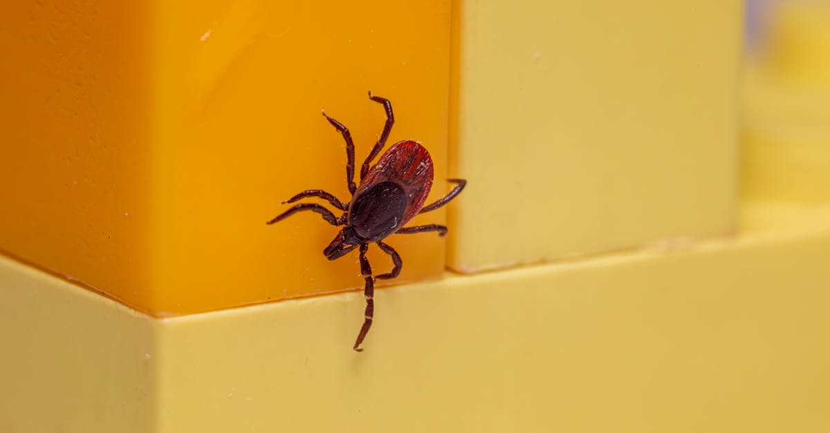Tick-Borne Illnesses Surge in Maryland