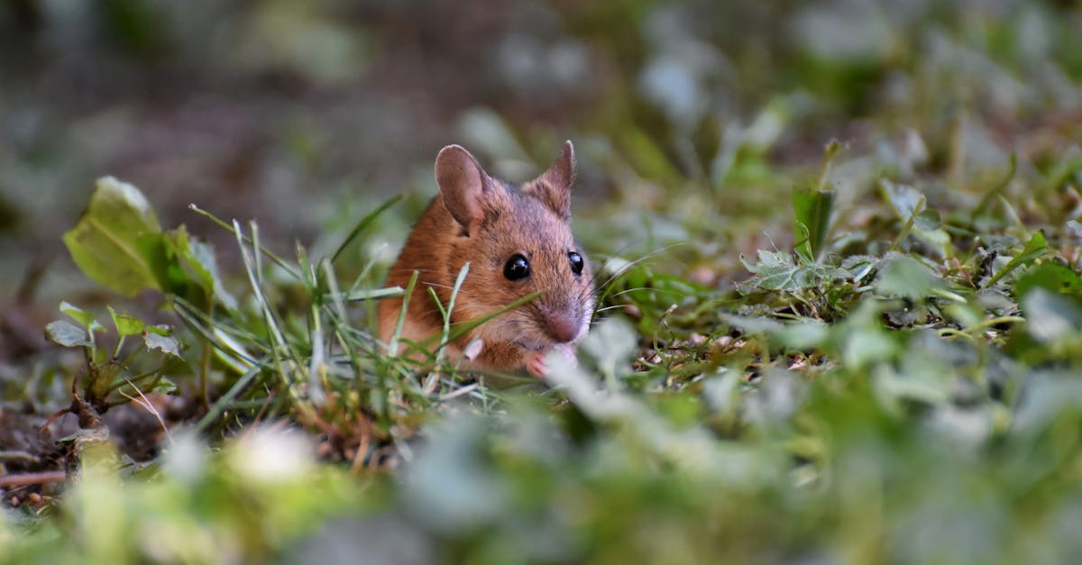 Hantavirus Fears Grow as 17 Americans Return