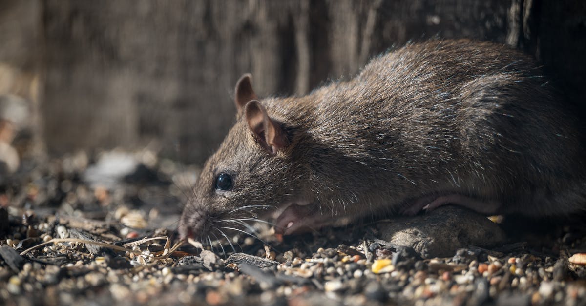 Hantavirus Exposure Fears in Maryland