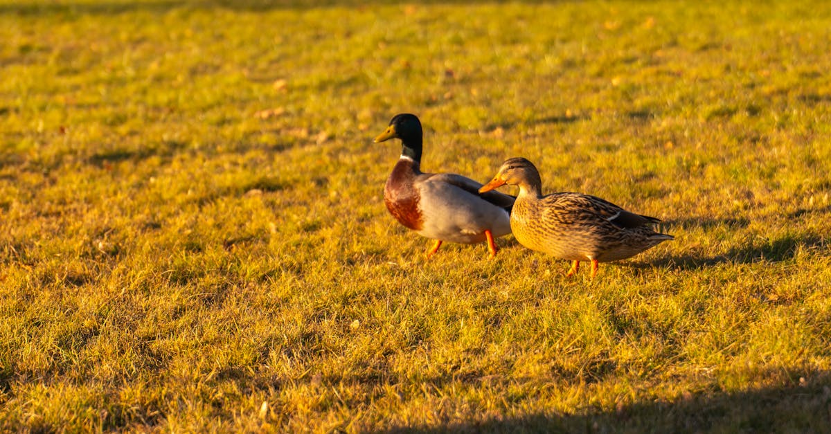 Ducks vs Golden Knights Game 5 Preview