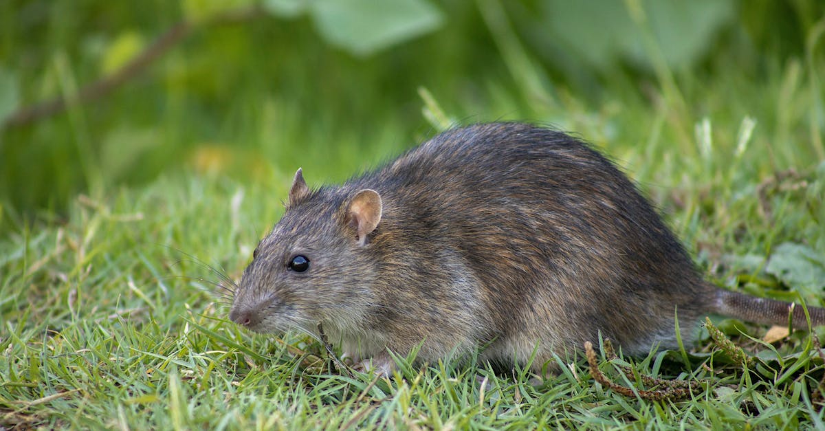 Hantavirus Outbreak Puts Trump Officials to the Test