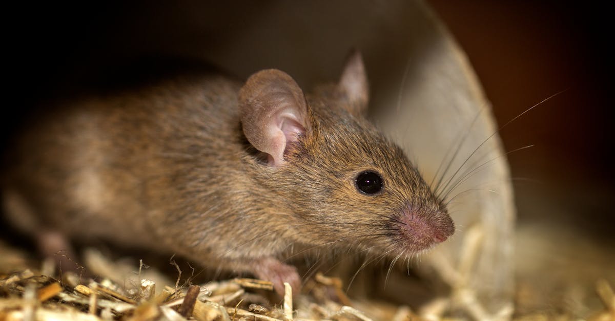 CDC Navigates Hantavirus Response