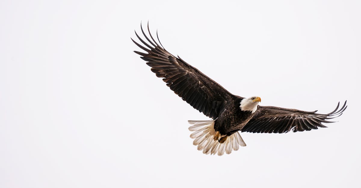 Eagles 2026 Schedule Released