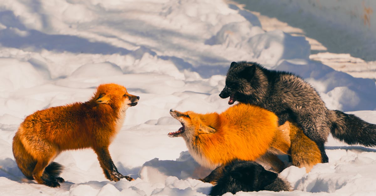 Fox Attack in Chapel Hill