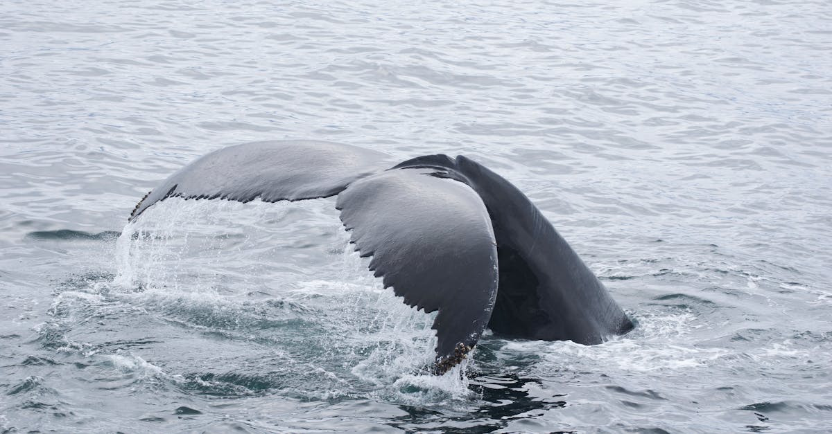 Humpback Whale Timmy Found Dead