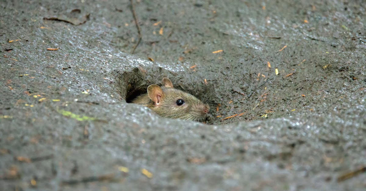 Hantavirus Survives in Semen 6 Years After Infection